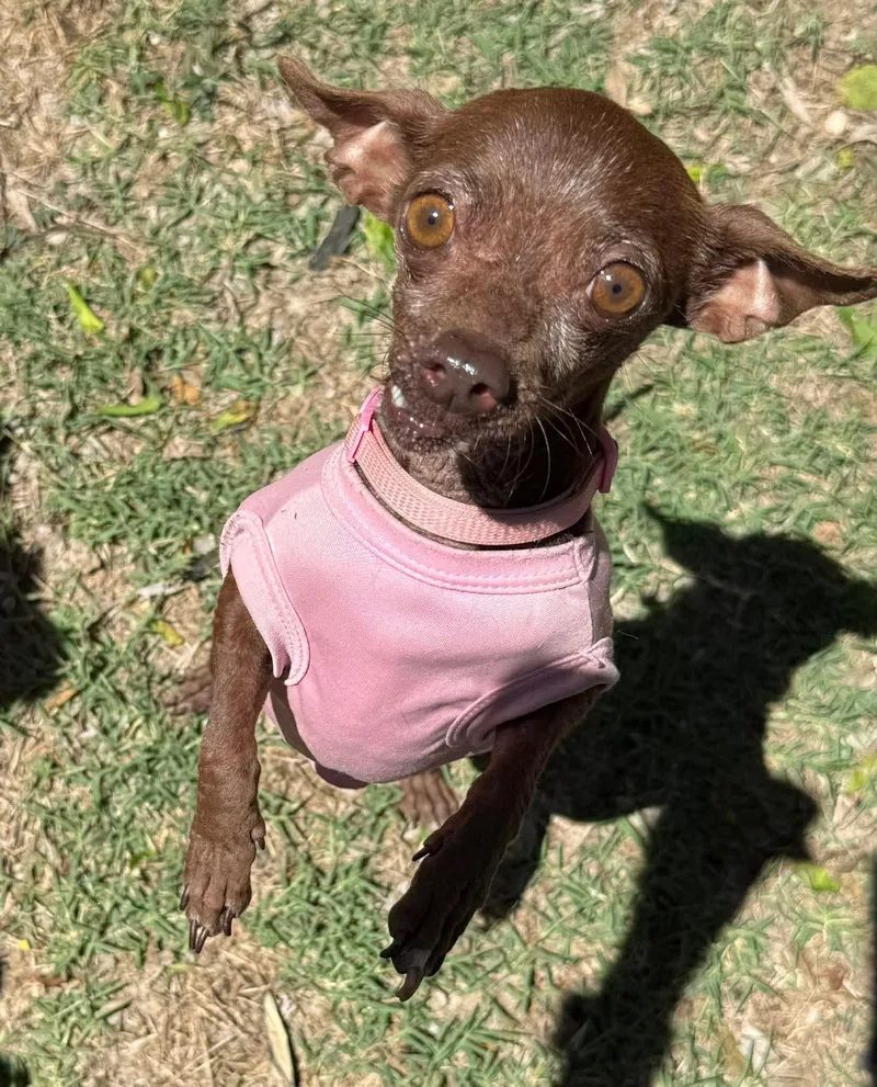 Swiss Miss The Tiny thumbnail 5