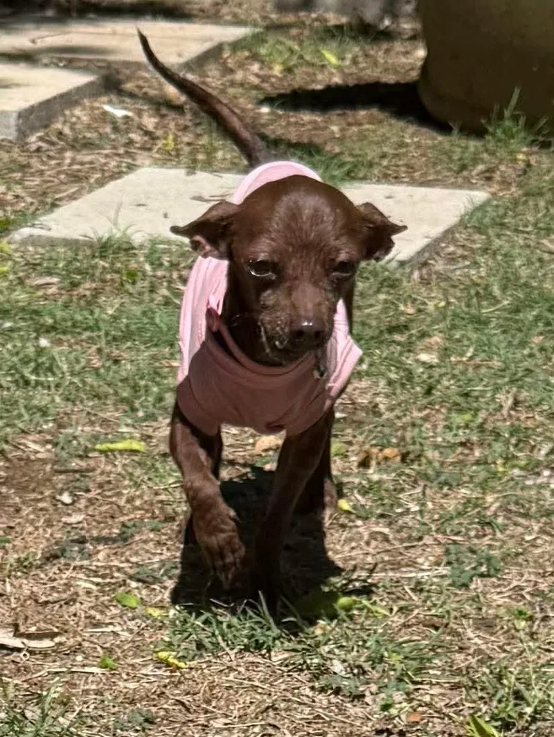 Swiss Miss The Tiny thumbnail 6