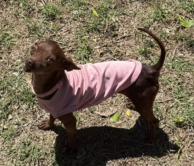 An adult small-sized female Brown / Chocolate Chihuahua dog named Swiss Miss The Tiny for adoption in Lockhart, TX