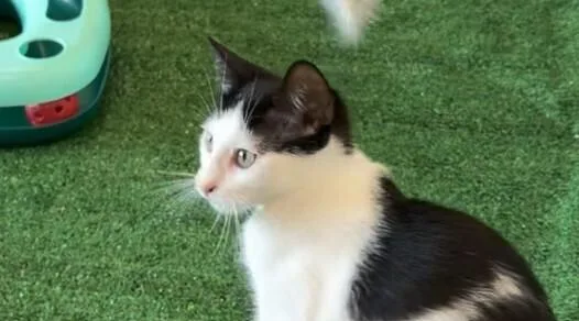 A baby small-sized female White Domestic Short Hair cat named Jazz for adoption in Powder Springs, GA