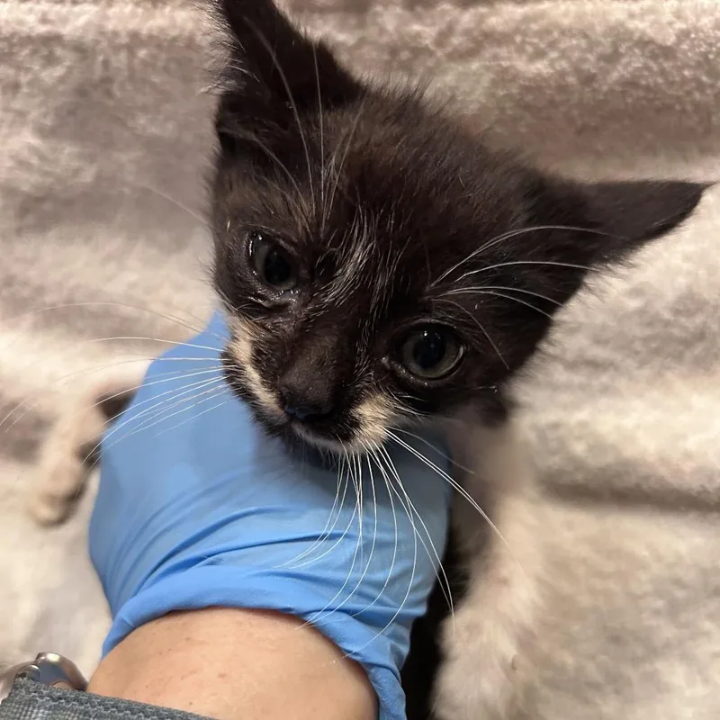 A baby small-sized male Black Domestic Short Hair cat named Meyer for adoption in Bastrop, TX