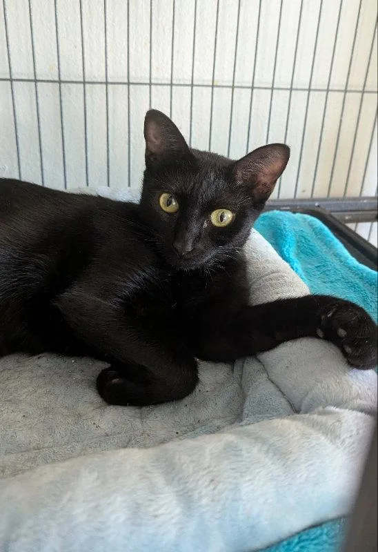 An adult medium-sized female Black Domestic Short Hair cat named Brenda Lee for adoption in Ocala, FL