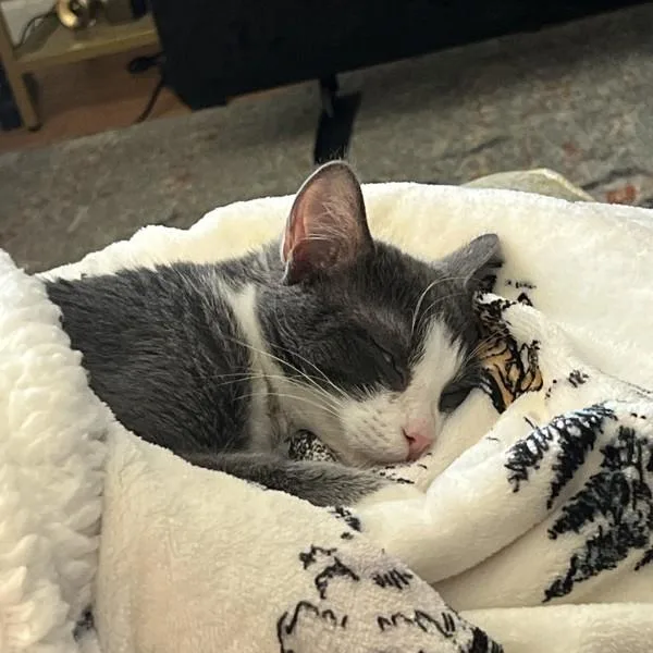 A young small-sized female Domestic Short Hair cat named Olive for adoption in Des Moines, IA