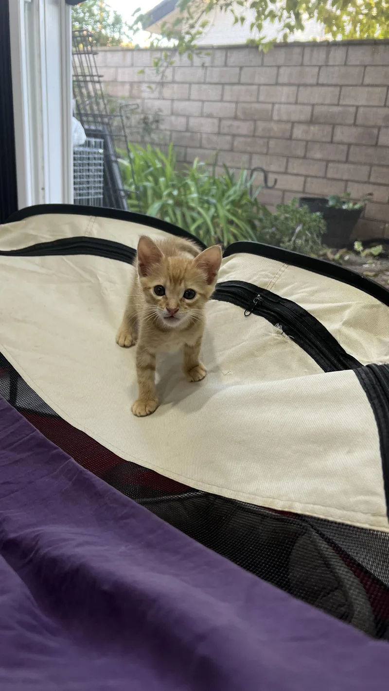 A baby small-sized male Domestic Short Hair cat named Stuart for adoption in Long Beach, CA