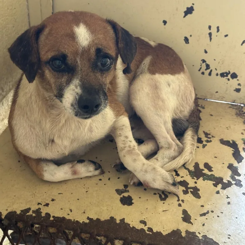 An adult small-sized male White / Cream Chihuahua dog named Sir Paul for adoption in Austin, TX