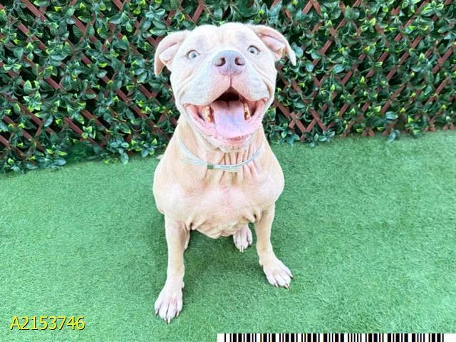An adult large-sized female Mixed Breed dog named Maggie for adoption in West Palm Beach, FL