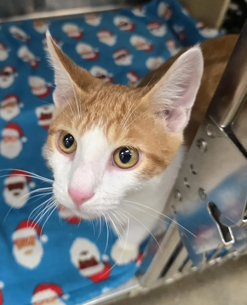 A baby small-sized male Domestic Short Hair cat named Guppy for adoption in Thornton, CO