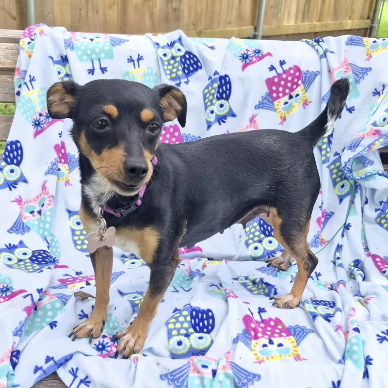 An adult small-sized female Black Chihuahua dog named Daisy for adoption in Southport, CT