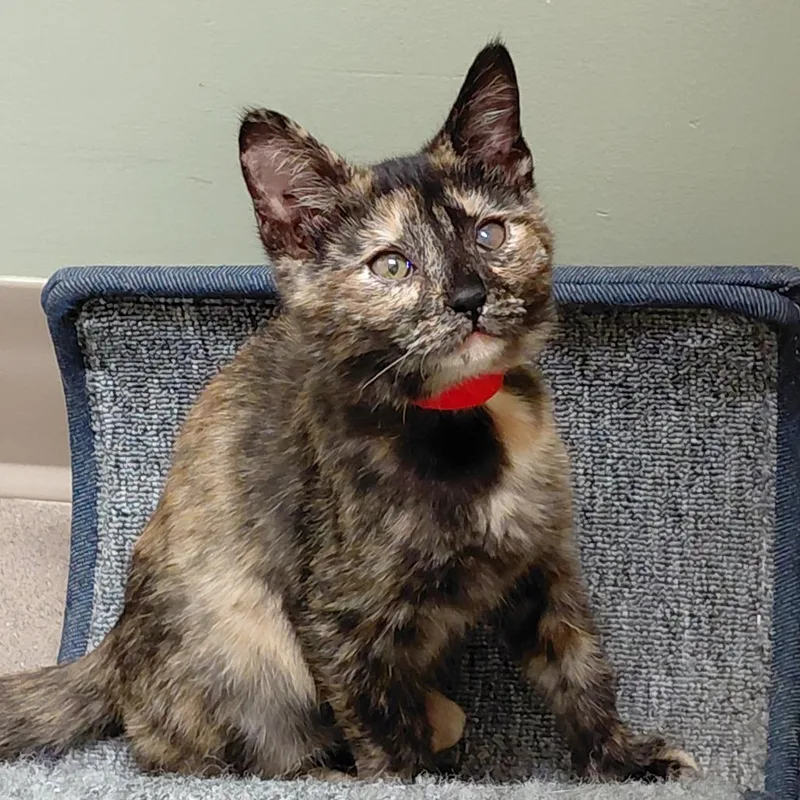 A baby small-sized female Tortoiseshell Domestic Short Hair cat named Tiramisu for adoption in Middlebury, VT