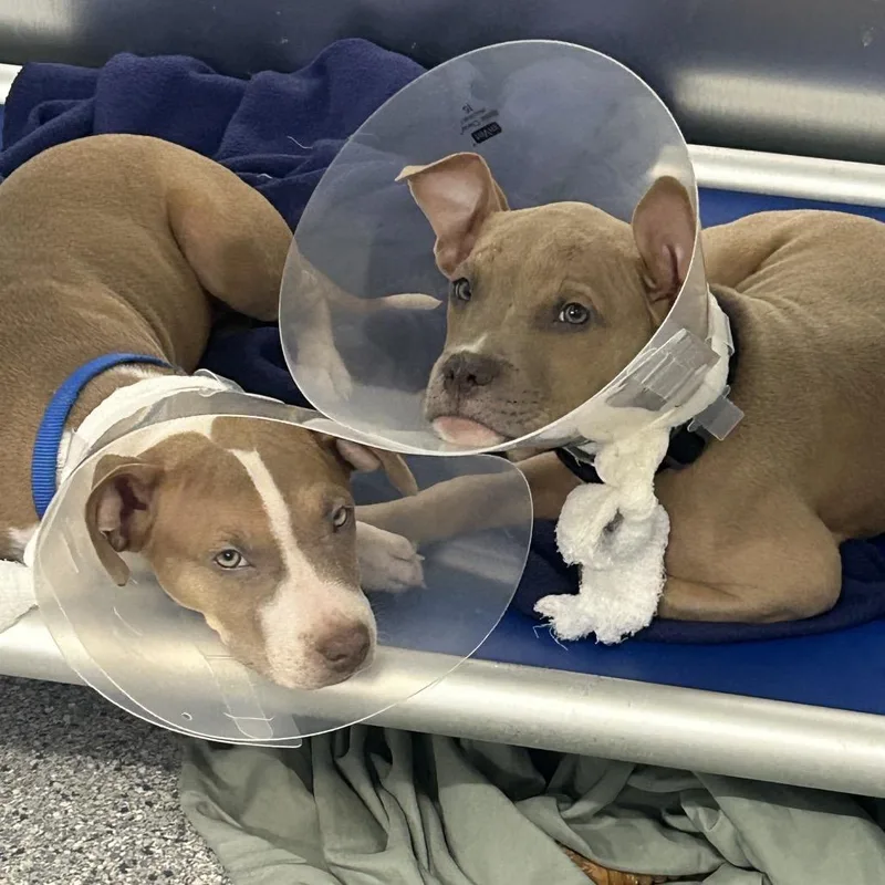 Carpenter thumbnail 2