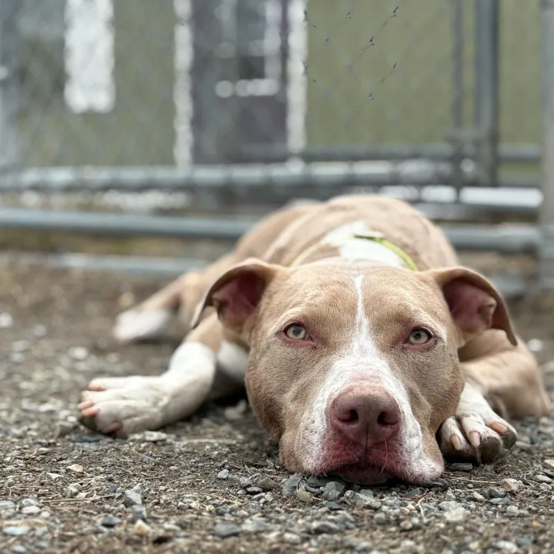 An adult large-sized female Brown / Chocolate Mixed Breed dog named Bk for adoption in Enfield, NH