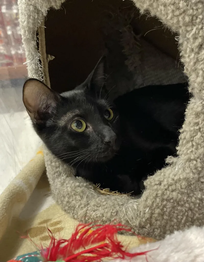 Samantha thumbnail 2