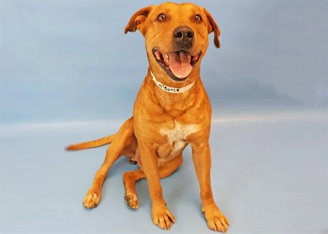 An adult large-sized male Black Mouth Cur dog named Pal for adoption in Colorado Springs, CO