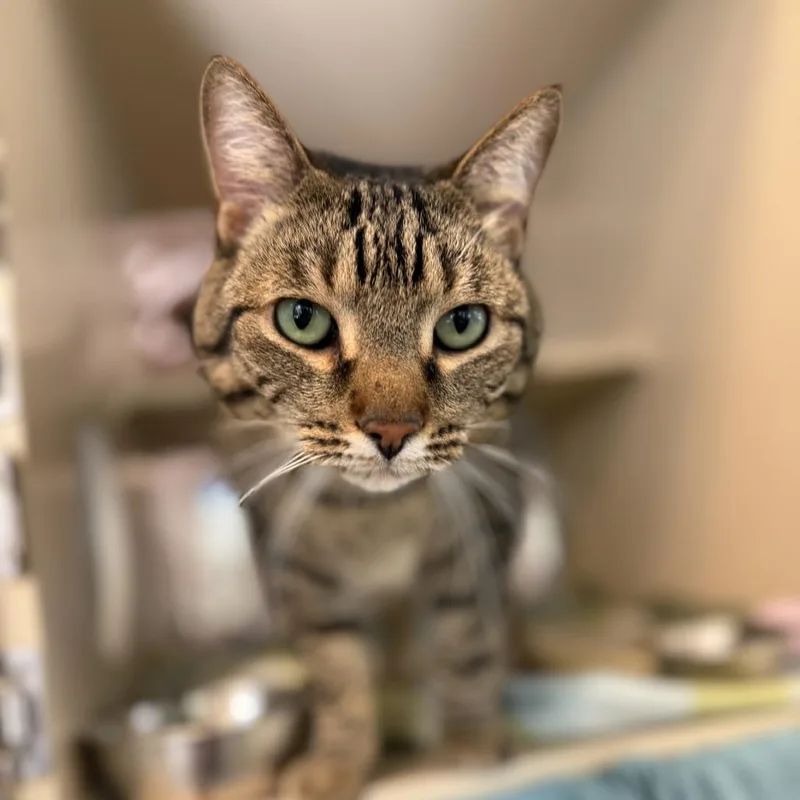 An adult extra large-sized male Brown / Chocolate Domestic Short Hair cat named Finn for adoption in Gloucester, VA