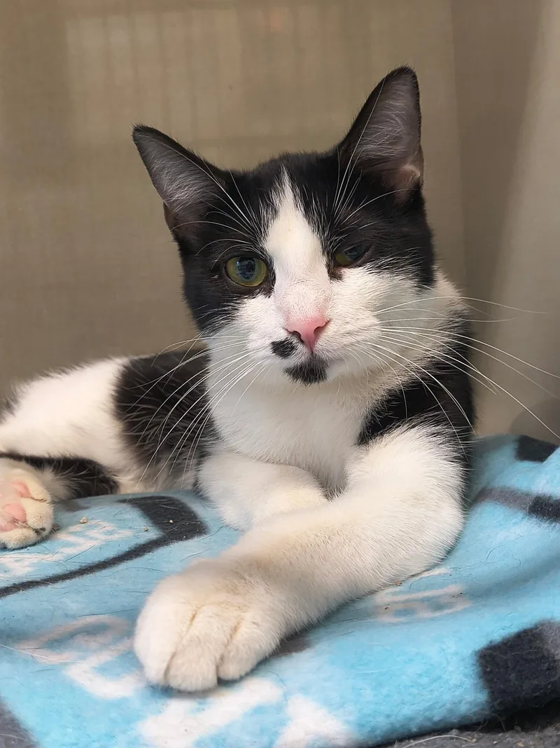 A young medium-sized female Black & White / Tuxedo Domestic Short Hair cat named Domino for adoption in Saint Marys, PA