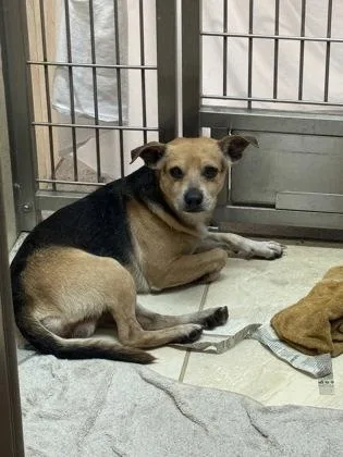An adult medium-sized male Mixed Breed dog named Noodles for adoption in Honolulu, HI