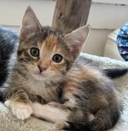 A baby small-sized female Domestic Long Hair cat named Julienne for adoption in Verona, WI