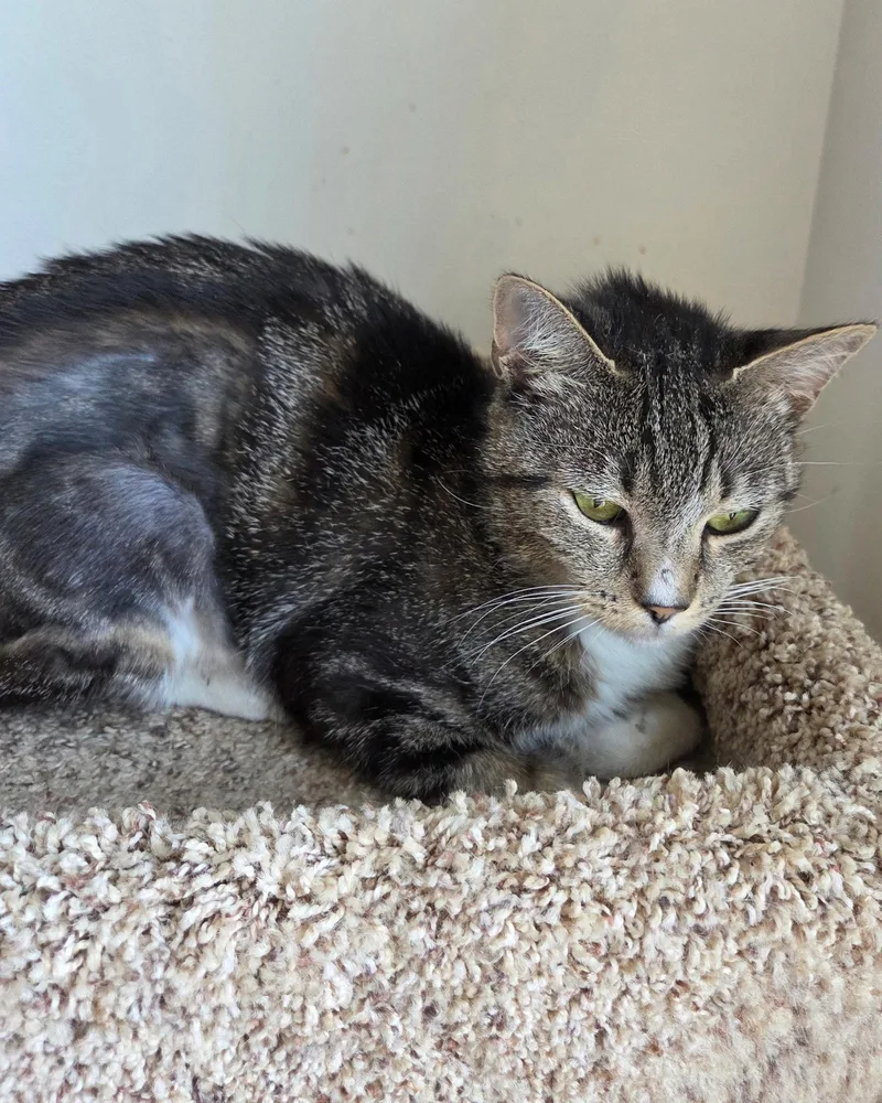 An adult small-sized female Domestic Short Hair cat named Momma Pepper for adoption in Trenton, NJ