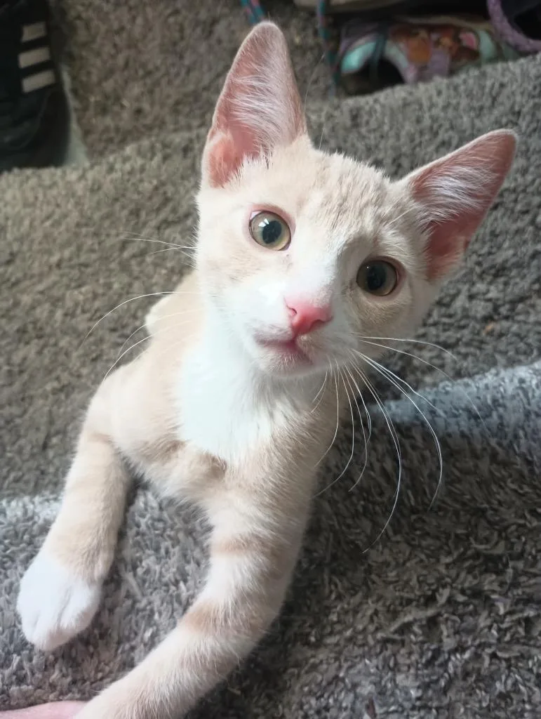 A baby small-sized male Domestic Short Hair cat named Remi for adoption in Ogden, UT