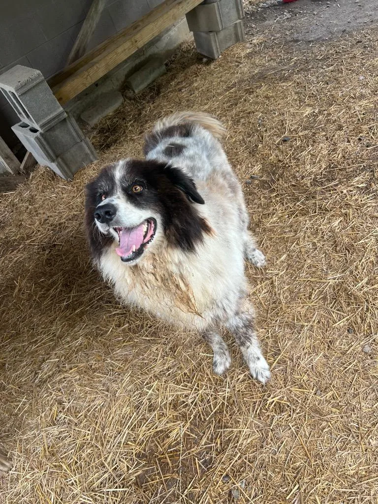 An adult extra large-sized female Great Pyrenees dog named Bertha for adoption in Murray, KY