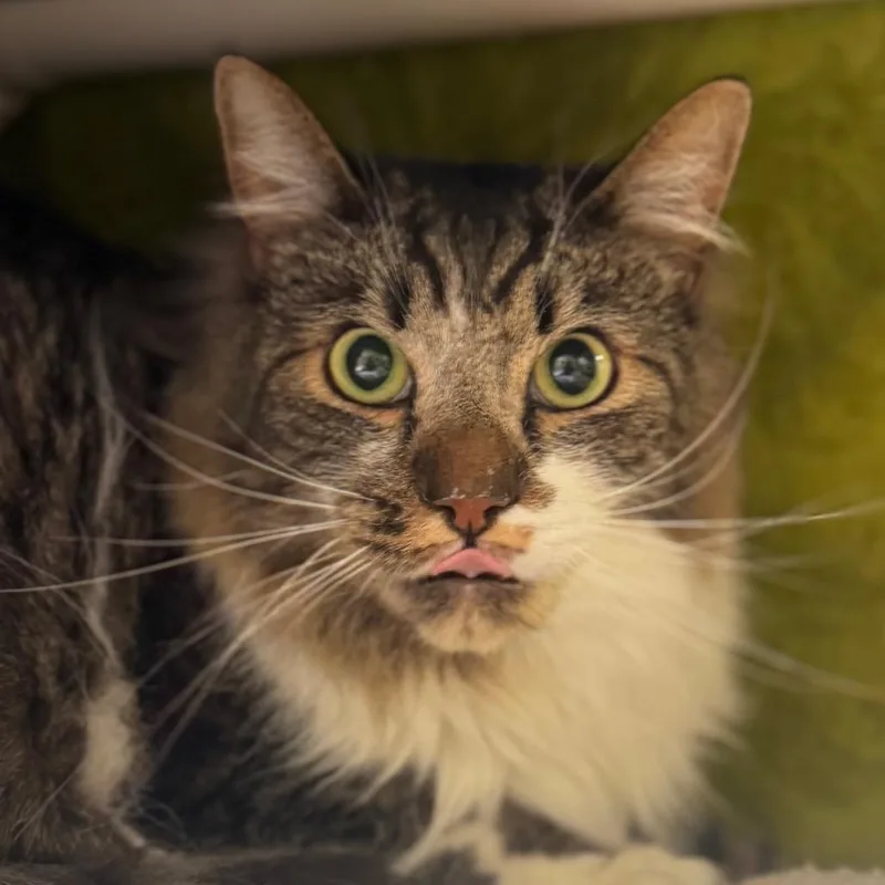 An adult large-sized male Brown / Chocolate Domestic Medium Hair cat named Chispo for adoption in York, PA