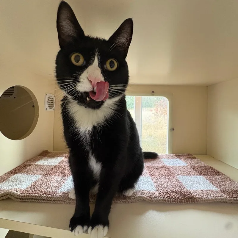 An adult large-sized male Black Domestic Short Hair cat named Kevin for adoption in Pullman, WA