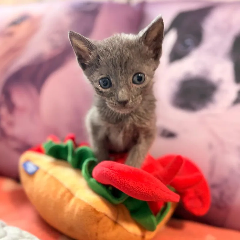 A baby small-sized male Gray / Blue / Silver Domestic Short Hair cat named Taylor for adoption in New York, NY