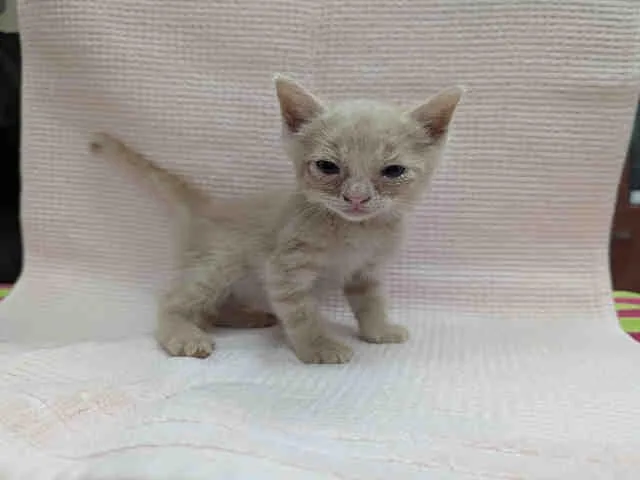 A baby medium-sized male Domestic Short Hair cat named Rowdy for adoption in Carlsbad, CA