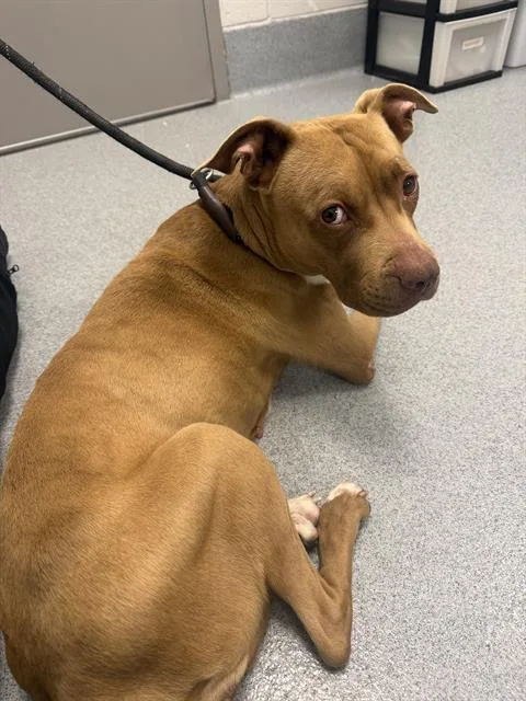 An adult medium-sized female Pit Bull Terrier dog named Peanut for adoption in Indianapolis, IN