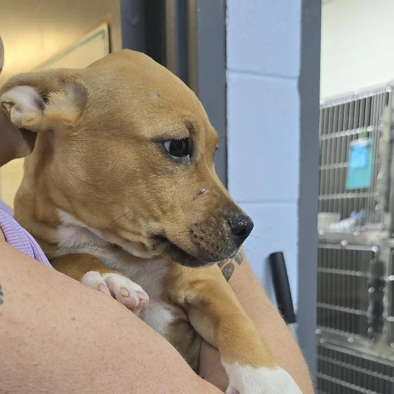 A baby small-sized female Mixed Breed dog named Dutchess Fingerling for adoption in Yanceyville, NC