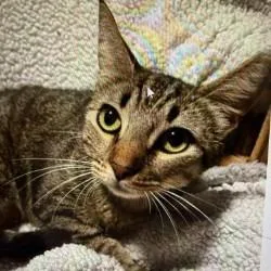 An adult medium-sized male Brown / Chocolate Domestic Short Hair cat named Thunder for adoption in Boston, MA