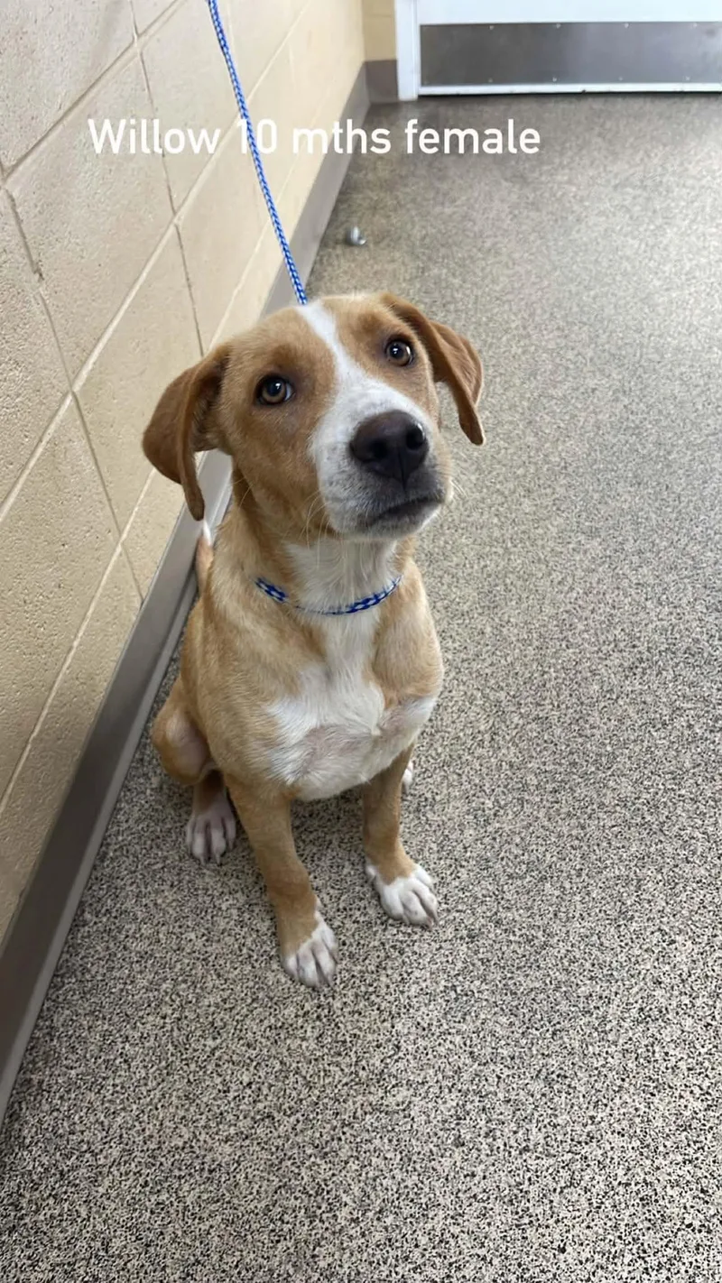 A young medium-sized female Apricot / Beige Labrador Retriever dog named Willow for adoption in Fort Payne, AL