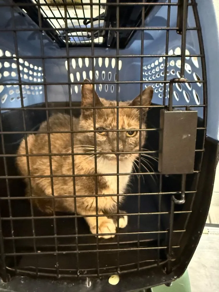 A young medium-sized female Domestic Short Hair cat named The Mommy for adoption in Rome, GA