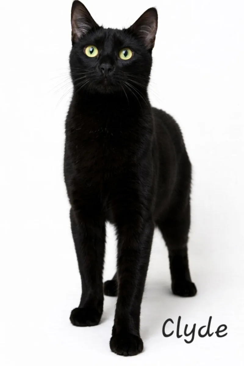 Clyde thumbnail 2