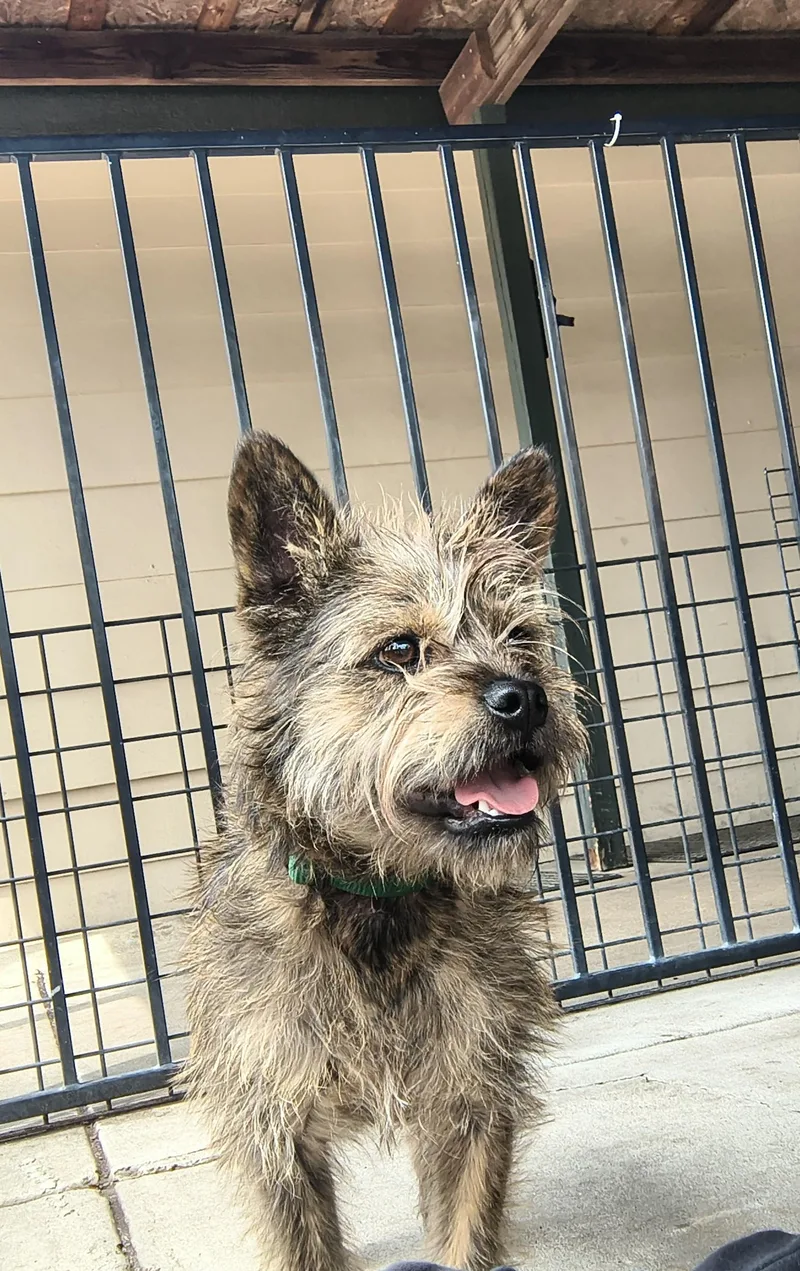 An adult small-sized male Brindle Cairn Terrier dog named Haku for adoption in Plano, TX