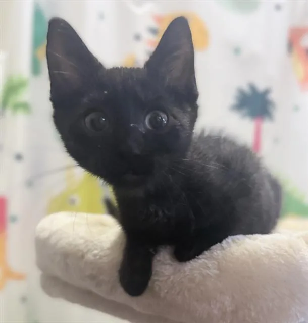 A baby small-sized female Domestic Long Hair cat named Mafalda for adoption in Sacramento, CA