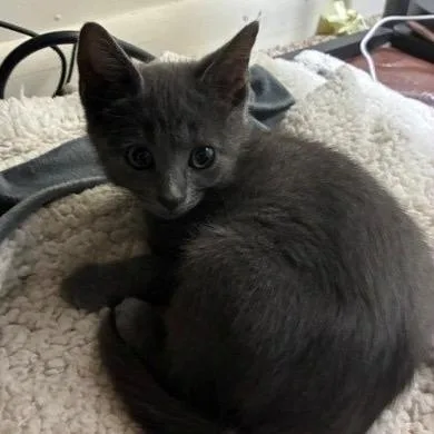 A baby small-sized female Gray / Blue / Silver Domestic Short Hair cat named Dalek for adoption in Germantown, MD