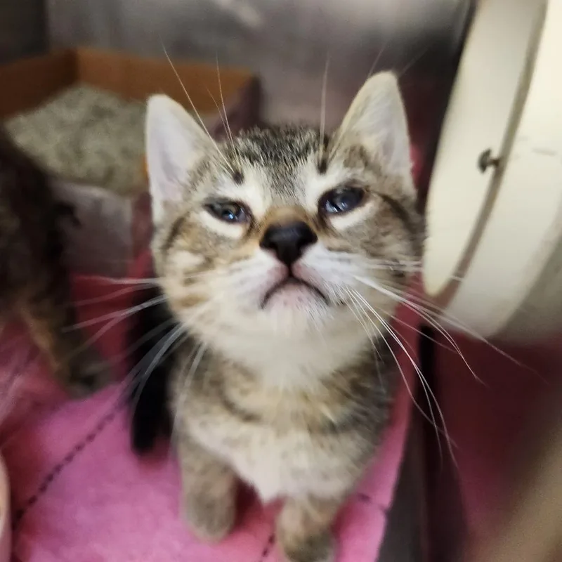 A baby small-sized male Gray / Blue / Silver Domestic Short Hair cat named Link for adoption in Delaware, OH