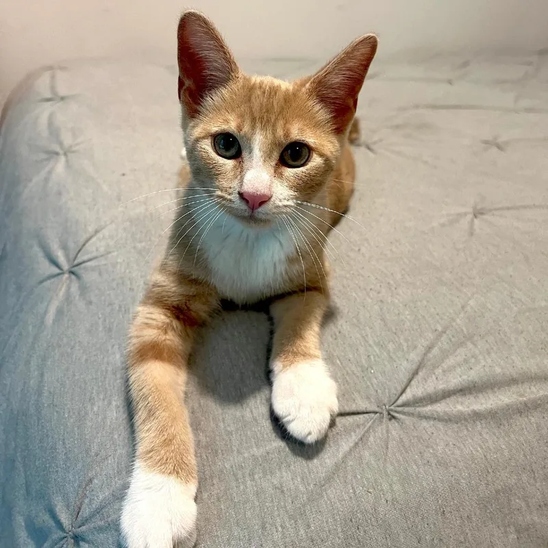 A baby small-sized male Orange / Red Domestic Short Hair cat named Slinky for adoption in Houston, TX