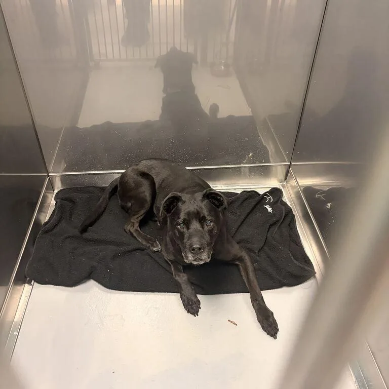 A senior large-sized male Mixed Breed dog named Jolly for adoption in Davenport, IA