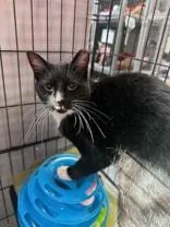 An adult medium-sized male Black & White / Tuxedo Domestic Short Hair cat named Boots for adoption in Manitowoc, WI