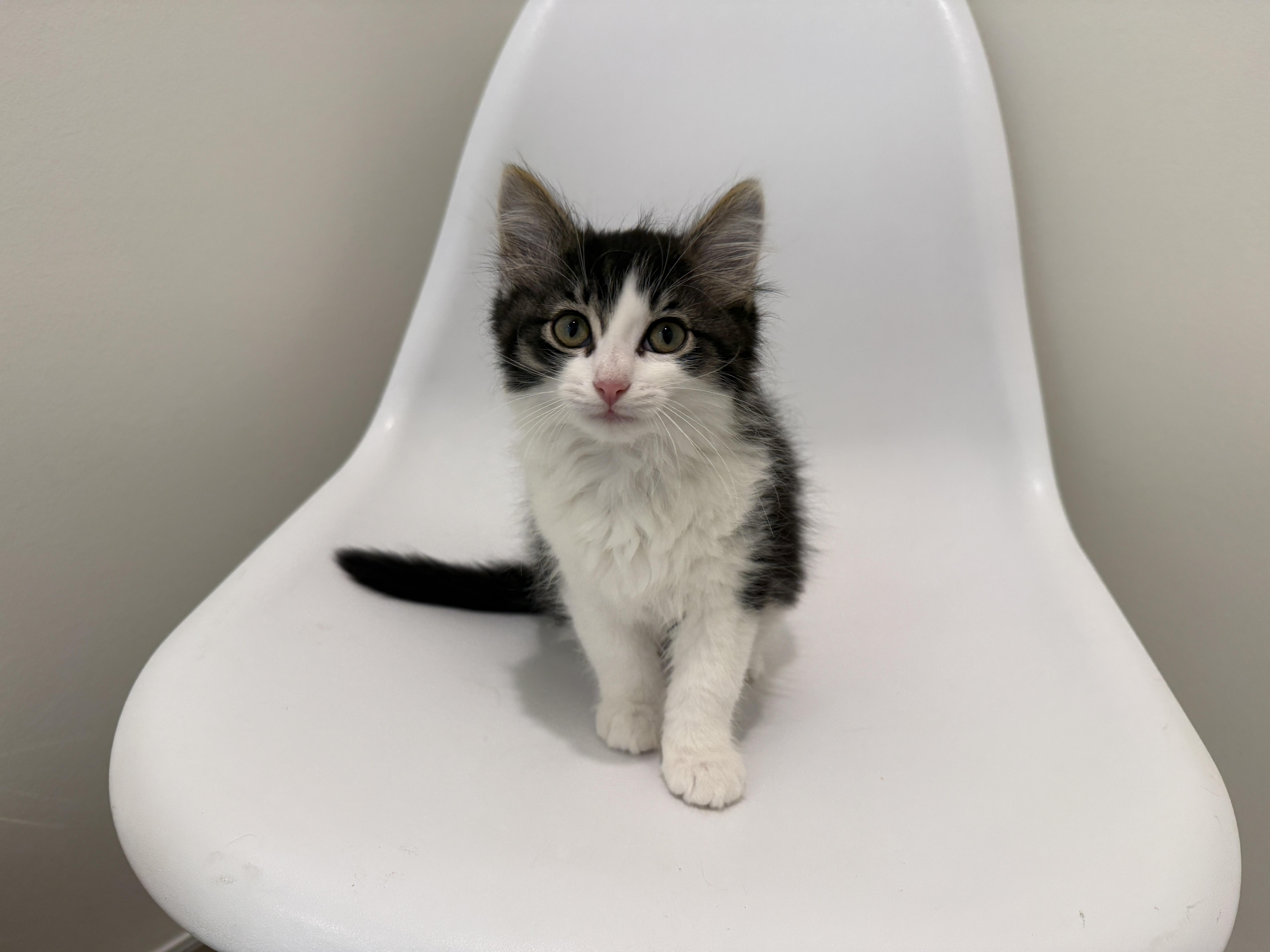 A baby medium-sized female Tabby (Buff / Tan / Fawn) Domestic Long Hair cat named Goose for adoption in Evanston, IL