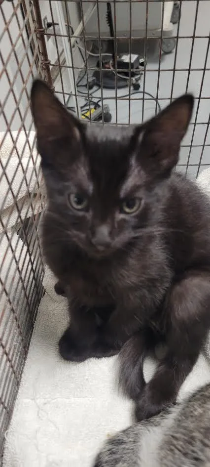 A baby small-sized female Domestic Short Hair cat named Bean for adoption in Chatsworth, CA