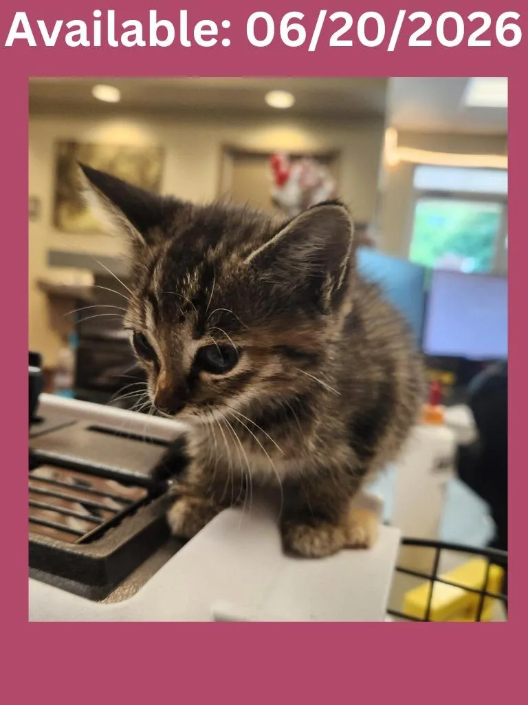A baby medium-sized female Domestic Short Hair cat named Cat Condo for adoption in Greenville, TX