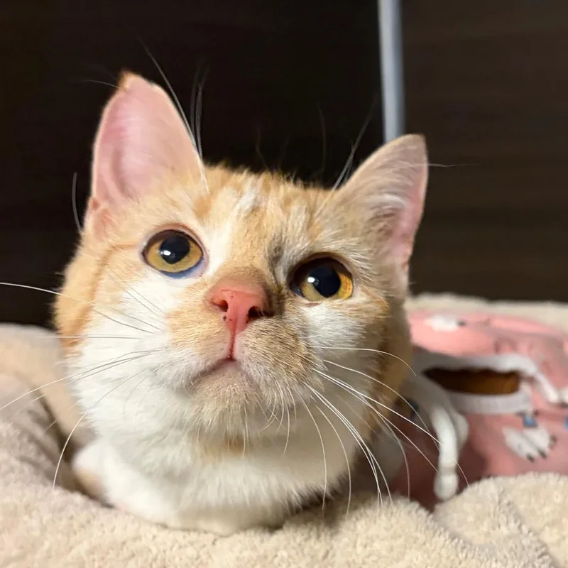 An adult medium-sized female Orange / Red Domestic Short Hair cat named Caramel for adoption in Hamburg, NY