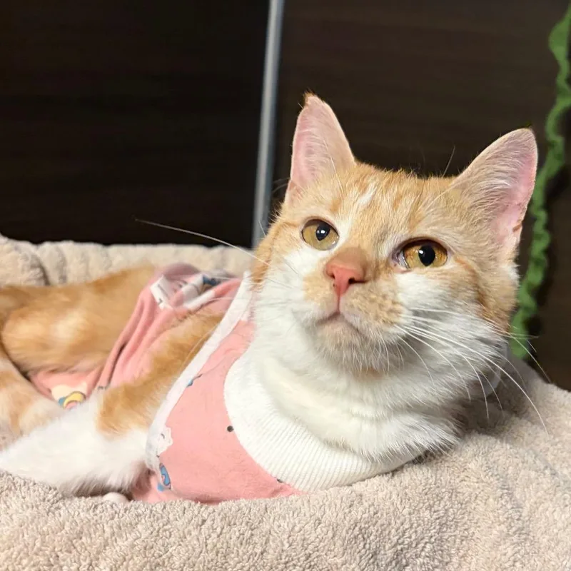 Caramel thumbnail 2
