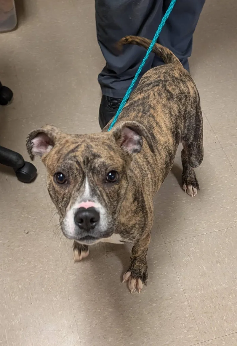 Munchkin thumbnail 2