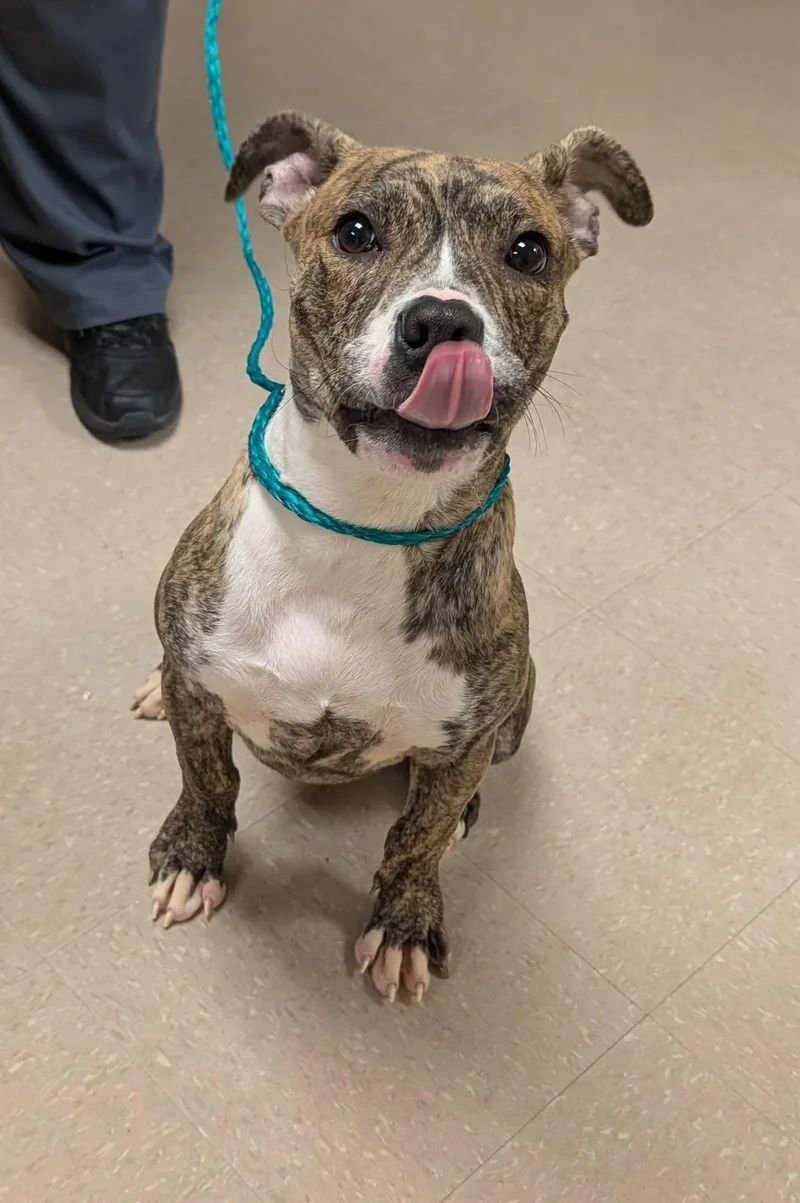 Munchkin thumbnail 3