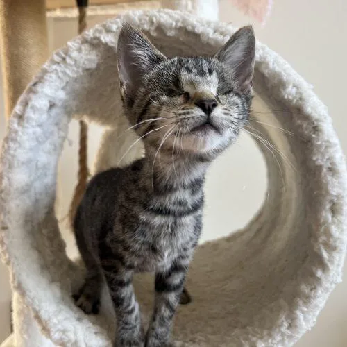 A baby small-sized female Domestic Short Hair cat named Muffie for adoption in Knoxville, TN
