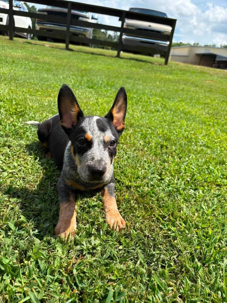 A baby small-sized male Mixed Breed dog named Rodney for adoption in Fond Du Lac, WI